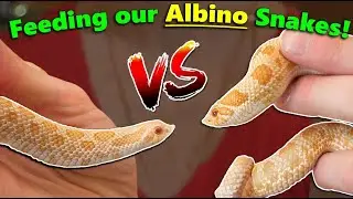 Feeding our ALBINO Snakes!!