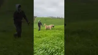 Top 3 Most Dangerous Dog Breed in this world 👹 