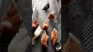 Бледные гребни у кур и не несутся