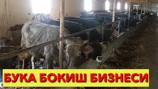 БУКА БОКИШ БИЗНЕСИ БОШКАЧАЧИДАН