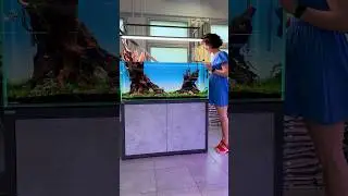Рыбки уже в аквариуме ❤️ Угадайте, кого же я поселила❓❤️ #аквариум #aquarium #aquascape #fishtank