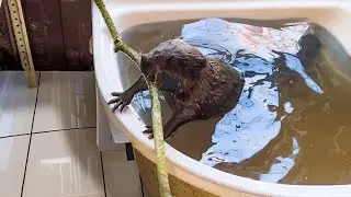 A BEAVER SWIMS IN HIS BATHTUB / Pregnant dune cat Zlata moves into the house