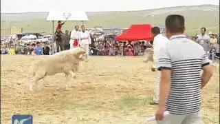 Sheep fights held in N China