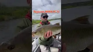Подсачек Akara PF-21 просто топ для лодки! #Рыбалка #Fishing #shorts