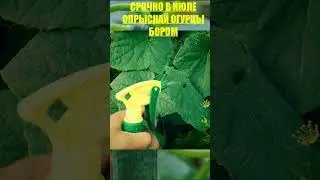 СРОЧНО В ИЮЛЕ ОПРЫСКАЙТЕ БОРОМ ОГУРЦЫ,ТОМАТЫ