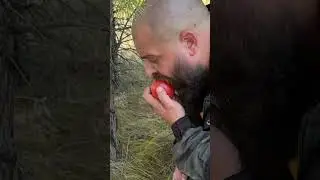 Самый дорогой и редкий гриб