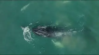 Pod of Playful Dolphins Zoom Around Humpback Whale