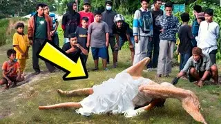 15 Minutes of Interesting Animal Moments