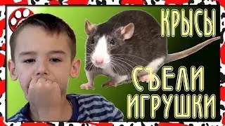 КРЫСЫ съели игрушки ДЕАГОСТИНИ Big Animal World и Epic Animals
