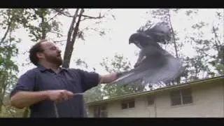 The Hawk Is Dying - Trailer