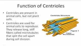 Function of Centrioles