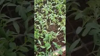 Маленькие стаканчики, а рассада большая.