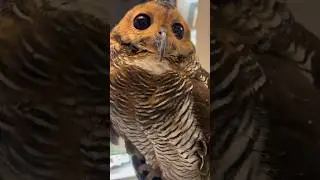 Bibib is afraid of vitamin injections‼️🦉💉