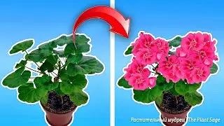 НЕ ДЕЛАЙТЕ ЭТИХ ОШИБОК ПРИ ВЫРАЩИВАНИИ ГЕРАНИ!