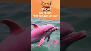 Где живут розовые дельфины? 