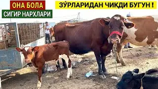 ОНА БОЛА СИГИР НАРХЛАРИ ХОРАЗМ УРГАНЧ МОЛ БОЗОРИ 2-ИИЮЛ 2023г ХОРАЗМ БОЗОР