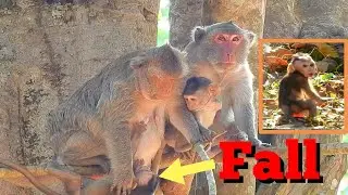 Very Sadness Baby Monkey Fall Down From High Tree, Pity Baby Monkey Cry Call Mom To Help Baby Back