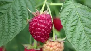 Я в ШОКе Сделайте это с малиной и она завалит вас ягодами #сад #урожай #shorts #огород #малина