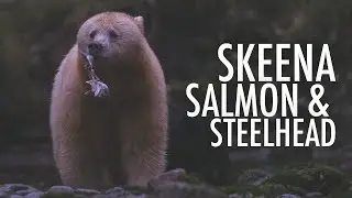 Skeena Salmon & Steelhead