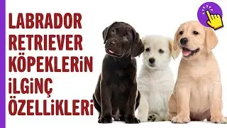 Labrador Retriever Cinsi Köpekler Hakkında Gizli Gerçekler | Köpek Videoları