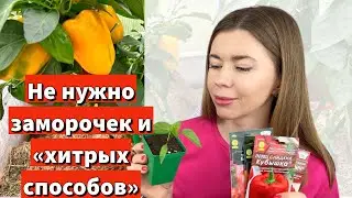 ПОСЕЯЛА ЛЮБИМЫЕ СОРТА ПЕРЦА. Проверенный годами способ посева. Почему так поздно?