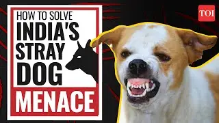 Stray dog menace: How to solve the stray dog problem | How to control stray dogs