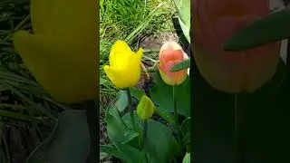Цветные тюльпаны