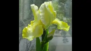 ИРИС ИЗ ПОЛИМЕРНОЙ ГЛИНЫ  (1 ЧАСТЬ) (IRIS)