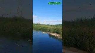 Уникальные места. Мертвый лес. Днестр. Маяки. Нацпарк. Туризм. На лодке. Рыбалка. Отдых. #зоотроп
