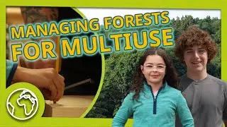 Managing Forests for Multi-Use: Ecosystems, Recreation and Products