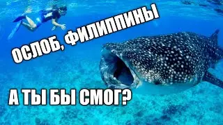 Плаваем с ОГРОМНЫМИ акулами на Филиппинах. Ослоб 2020. Swimming with whalesharks, Oslob 2020.