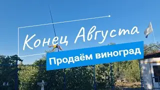 Середина Августа // Скоро осень // Продаём виноград