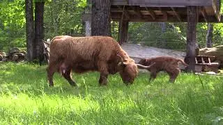 Highland Cow and Calf
