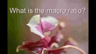 understanding the macro ratio