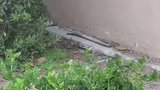 A small rat filmed in Irvine, Orange County, CA - Good Video For Testing Computer Vision Algorithms