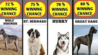 By what percentage can a Wolf Dog  defeat these dogs ? 👹👹