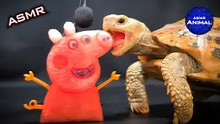 Satisfying ASMR Mukbang Eating PEPPA PIG 🐷 Turtle Tortoise 102