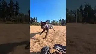My dogs chasing my RC car!