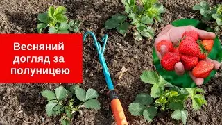 Як доглядати за полуницею навесні для щедрого врожаю