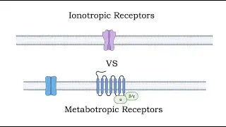 Neurotransmitter receptors