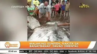 Malaking sunfish, nakita sa Banaybanay, Davao Oriental