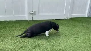 IVDD Symptoms - Dragging Back Legs