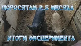 Ферма из опилкобетона продолжение стройки  Поросятам 2 5 месяца   результаты эксперимента