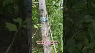 В лесу повстречали это, в память кого? Уральск