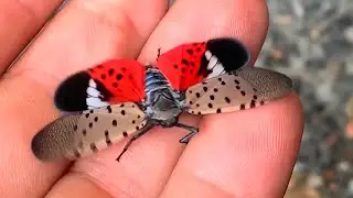 Spotted Lanternflies Swarm Virginia