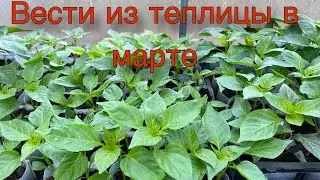 Обзор рассады 29 марта 2024.