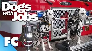 Dogs With Jobs | S4E12: Vera, Joe Cowboy & Thirty | Full Animal Documentary TV Show | FC