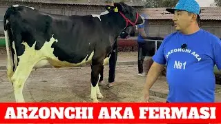 ARZONCHI AKA FERMASIDA 55 BOSH SIGIRLA SIMENTAL RASISKIY ONA BOLA SIGIRLARI KELDI KOTTA PARTIYA.