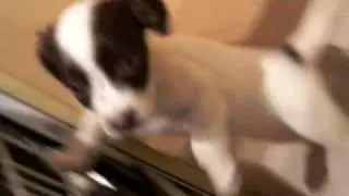 Cute puppy tries to break into dishwasher...