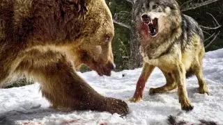 WOLVES IN BUSINESS! Wolves vs Bear Cougars Elk Deer and Bison